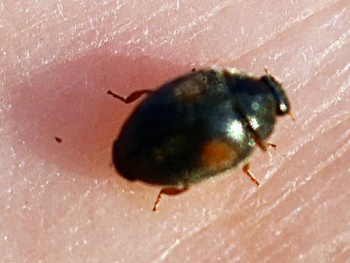 Scymnus sp.